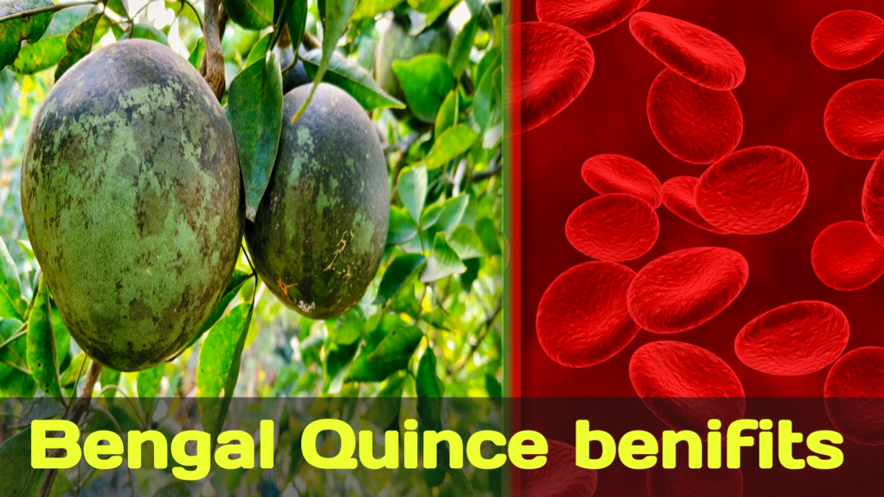 Read more about the article Top 7 Health Benefits of bael fruit you should know.