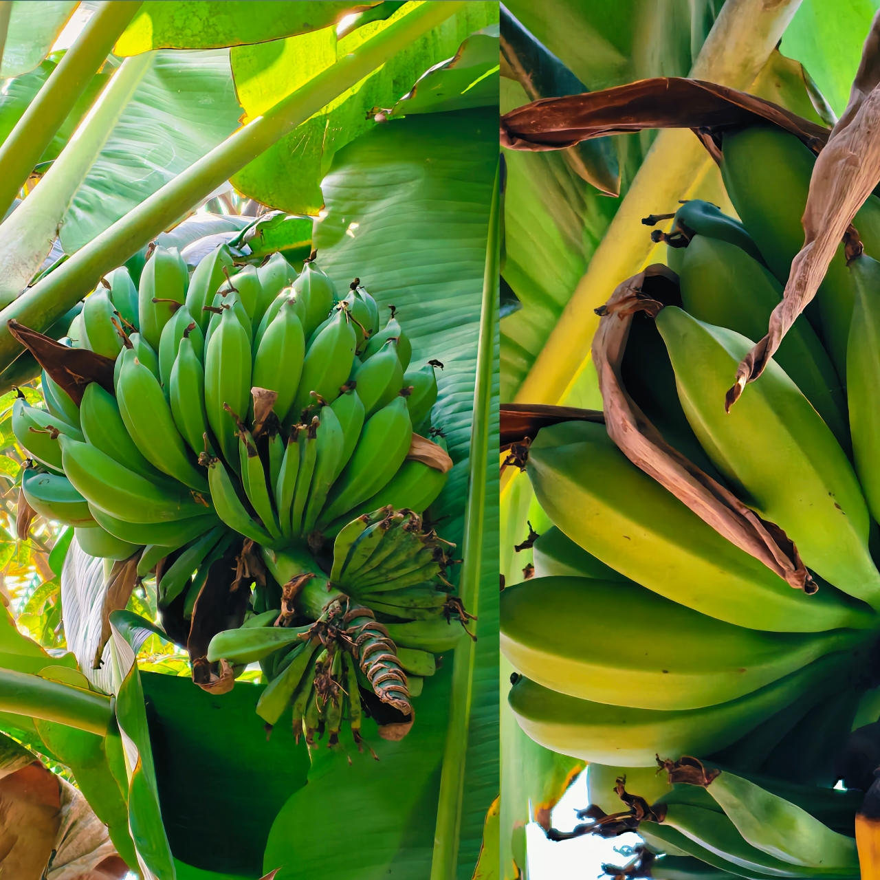 Read more about the article 10 Surprising Health Benefits of Raw Banana You Need to Know”